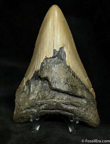 Megalodon Tooth From SC #932